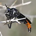 Ospriocerus vallensis - photo 5