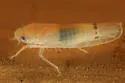 Ossiannilssonola australis