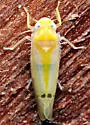 Ossiannilssonola australis - photo 4