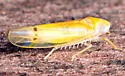 Ossiannilssonola australis - photo 5