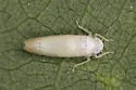 Ossiannilssonola berenice