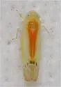 Ossiannilssonola flavomarginata - photo 3