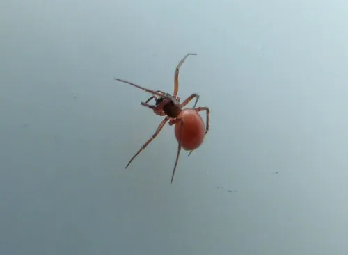 Ostearius melanopygius