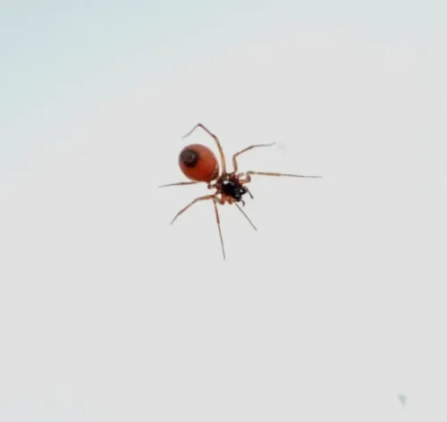 Ostearius melanopygius - photo 2