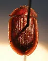 Ostoma fraterna - Ostoma fraterna