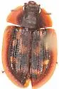 Ostoma pippingskoeldi