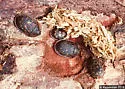 Ostoma pippingskoeldi - photo 5