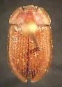 Ostoma septentrionalis - photo 2