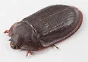Ostoma septentrionalis - photo 5