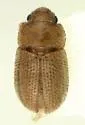 Ostomopsis neotropicalis