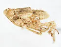 Ostopicus minor