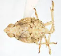 Ostopicus minor - photo 2