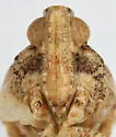 Ostopicus minor - photo 3