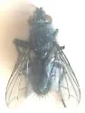 Ostracophyto flavicaudalis