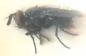 Ostracophyto flavicaudalis - photo 2