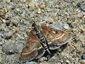 Ostrinia marginalis - Hodges#4948