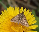 Ostrinia marginalis - Hodges#4948 - photo 2