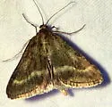 Ostrinia marginalis - Hodges#4948 - photo 3