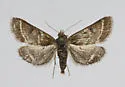 Ostrinia marginalis - Hodges#4948 - photo 4