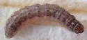 Smartweed Borer - Hodges#4947