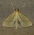 Smartweed Borer - Hodges#4947 - photo 2