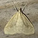Smartweed Borer - Hodges#4947 - photo 3
