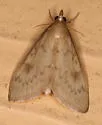 Smartweed Borer - Hodges#4947 - photo 4