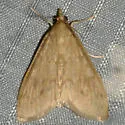 Smartweed Borer - Hodges#4947 - photo 5