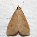 American Lotus Borer - Hodges#4946