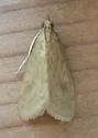 American Lotus Borer - Hodges#4946 - photo 2
