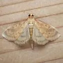 American Lotus Borer - Hodges#4946 - photo 3