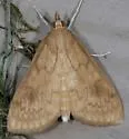 American Lotus Borer - Hodges#4946 - photo 4