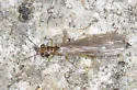 Ostrocerca albidipennis