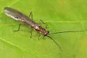 Ostrocerca albidipennis - photo 2