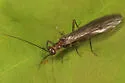 Ostrocerca albidipennis - photo 3