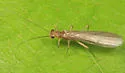 Ostrocerca albidipennis - photo 4