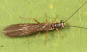 Ostrocerca albidipennis - photo 5