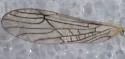 Ostrocerca dimicki