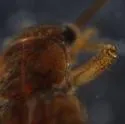 Ostrocerca dimicki - photo 3