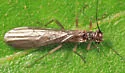 Ostrocerca prolongata