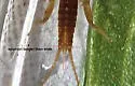 Ostrocerca truncata - photo 3