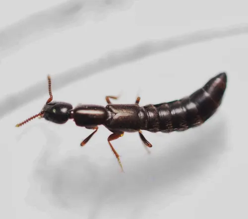 Othius laeviusculus