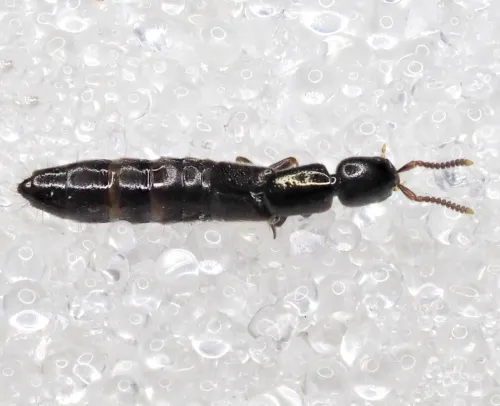 Othius laeviusculus - photo 2