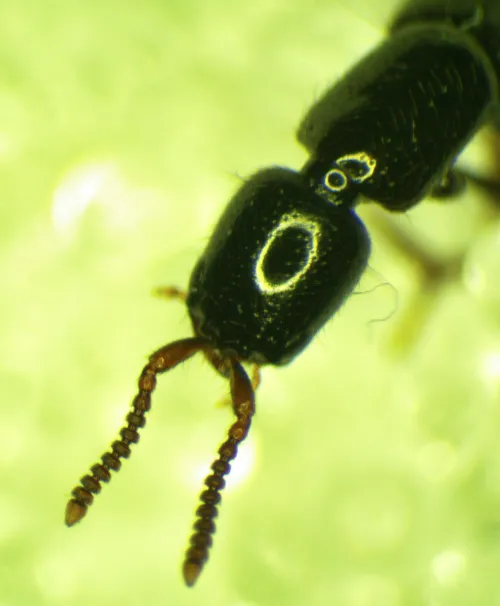 Othius laeviusculus - photo 3