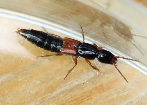 Othius punctulatus