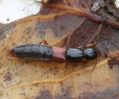 Othius punctulatus - photo 2