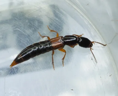 Othius punctulatus - photo 3