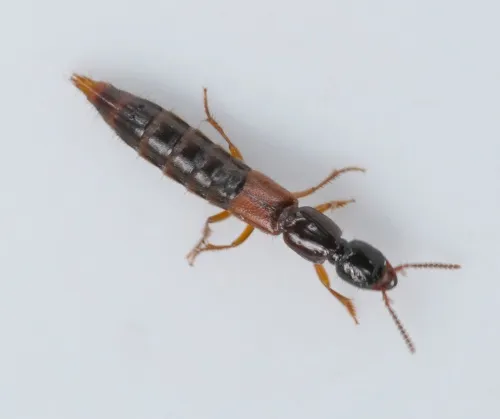 Othius punctulatus - photo 4