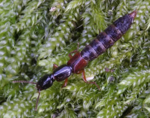 Othius punctulatus - photo 5
