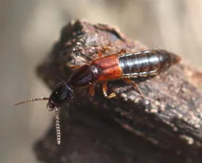 Othius punctulatus - photo 6